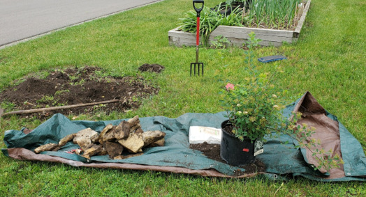 Gardening in the Yard