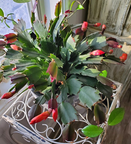 Thanksgiving Cactus 1-11-23