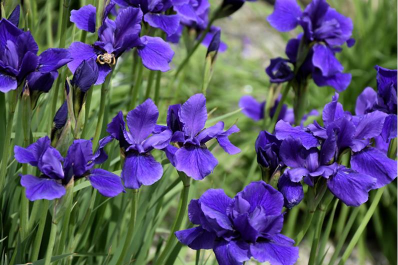 Photo of purple flowers