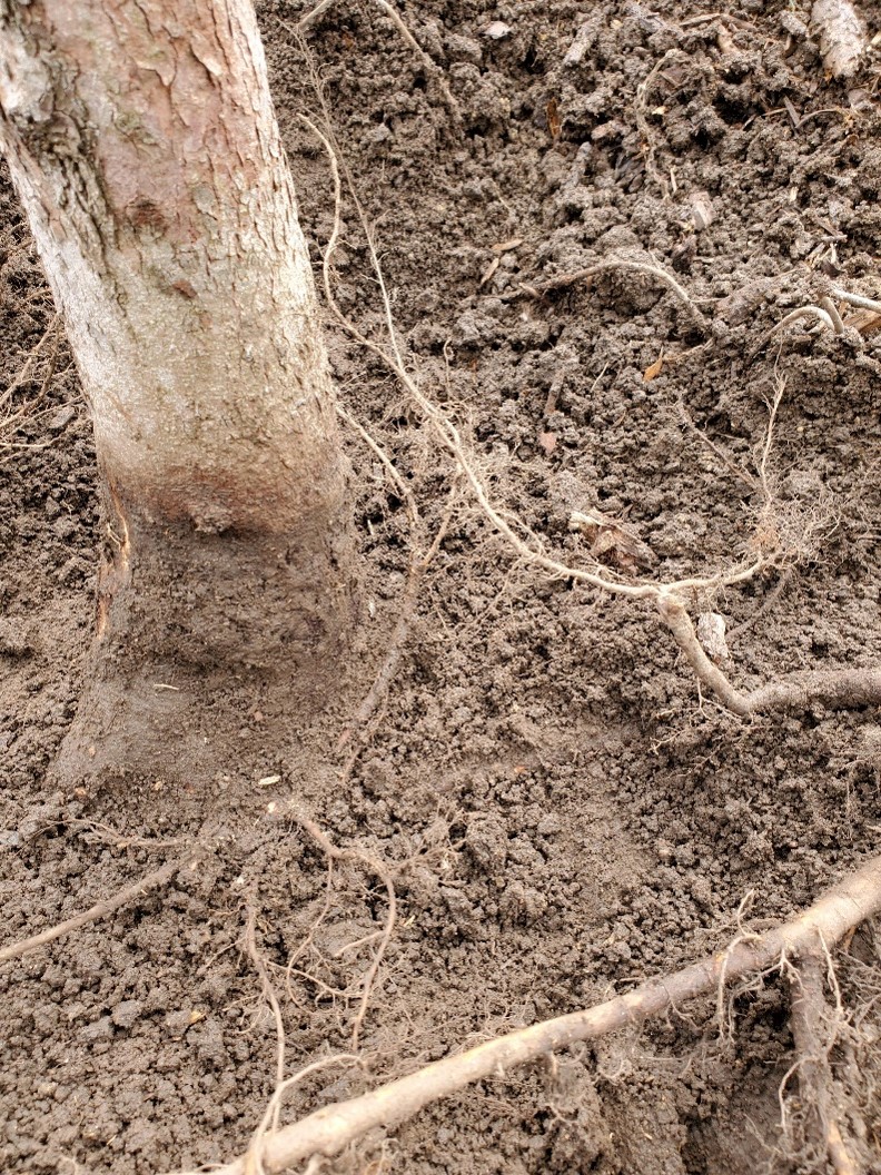 Tree planted too deep by a company 