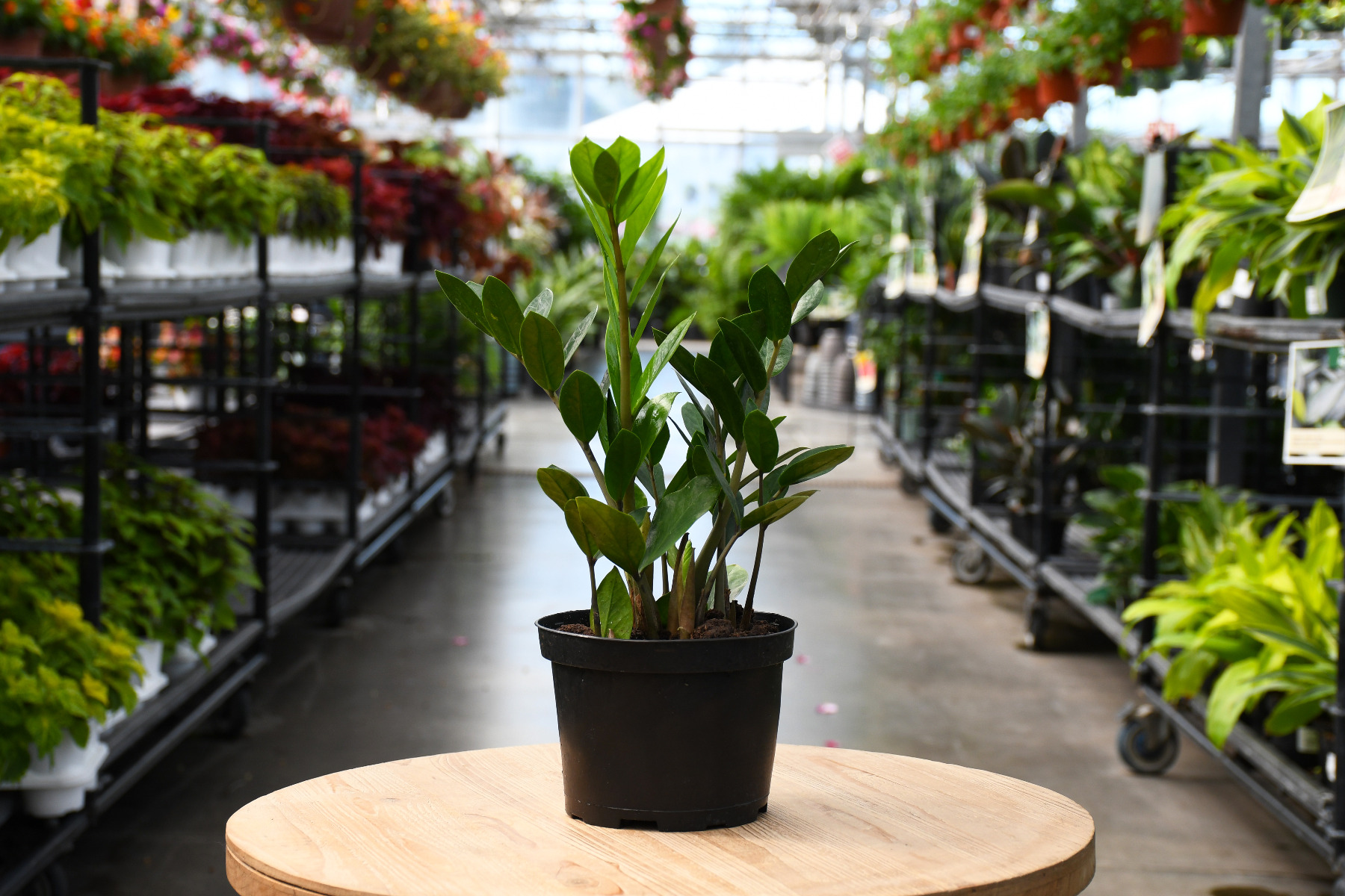 ZZ Plants (Zamioculcas) at Gertens