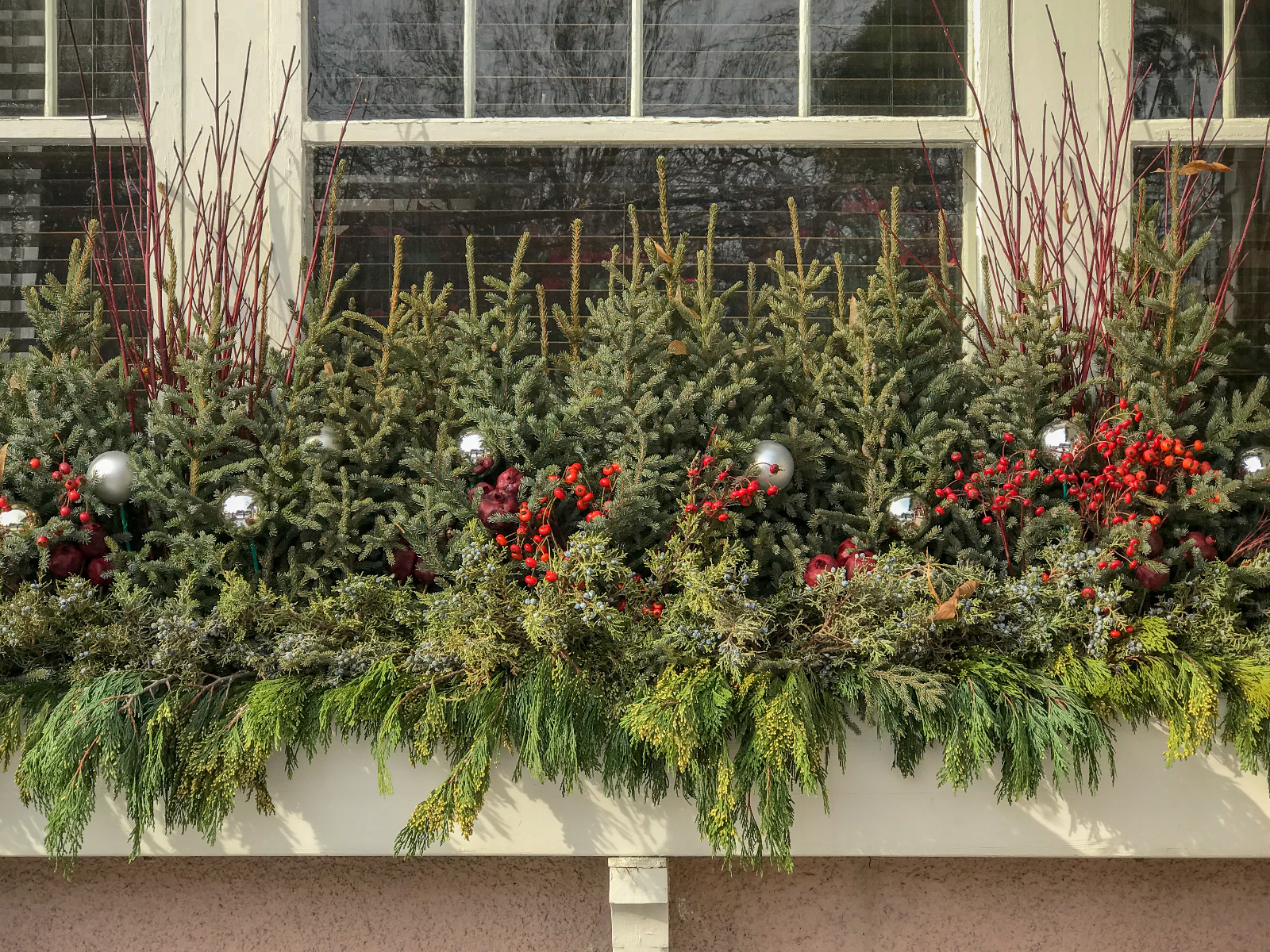 Fresh greens in window