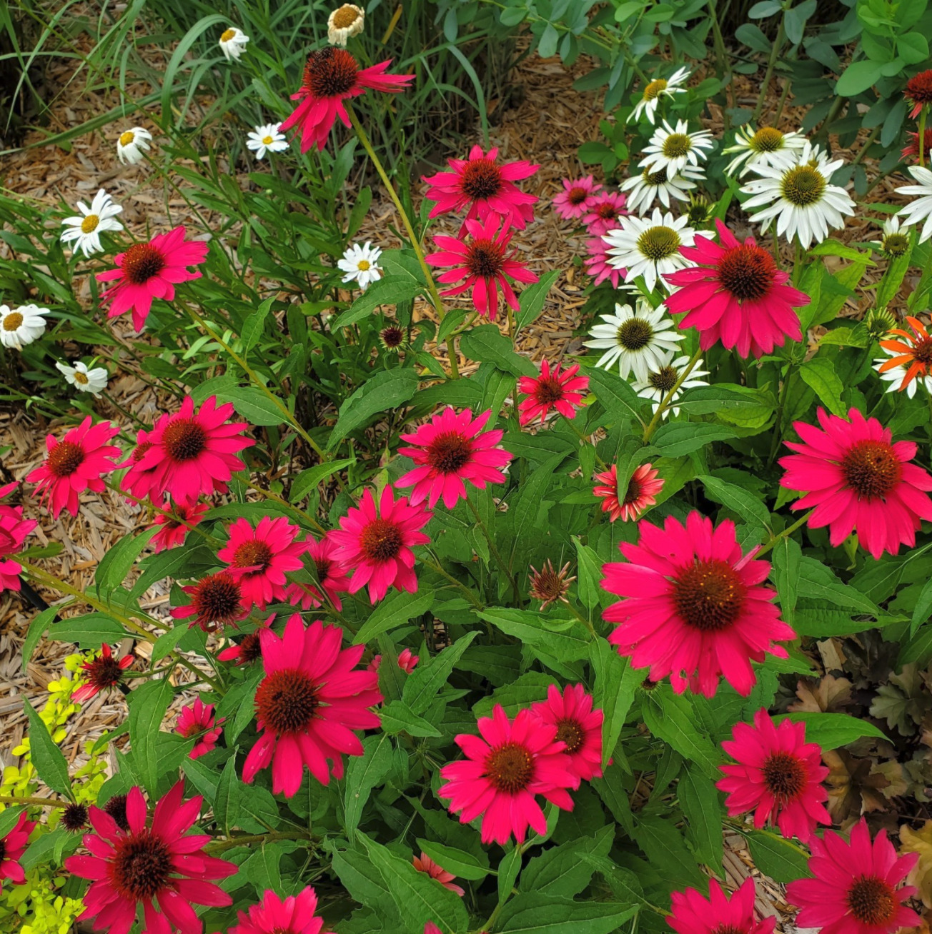 Photo of Echinacea ‘Pow Wow Berry’