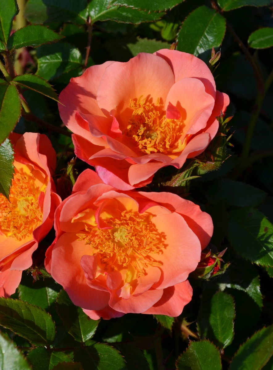 Caring for Roses in Hot Humid Weather | Gertens Garden Center